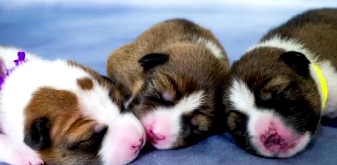 今年六月出生五隻狗寶寶，而九月則出生三隻，由兩隻先王寵物後代各自人工配種。（圖／泰國王室）