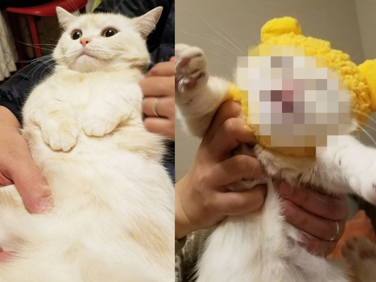 大膽奴才！還不快把朕頭上的垃圾給拿開！ (圖/IG@tara.fuku)