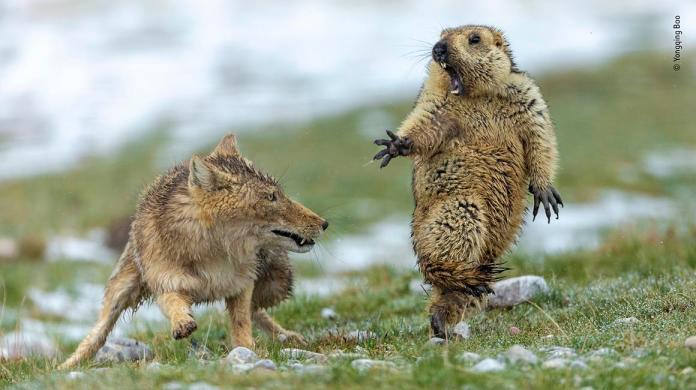 中國攝影師拍下土撥鼠驚恐地張大嘴巴躲避狐狸獵捕的瞬間。（圖取自倫敦自然史博物館網頁）