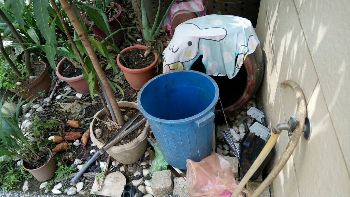 ▲台南柴頭港溪附近菜園的積水容器出現孓孑。（圖／台南市登革熱防治中心）