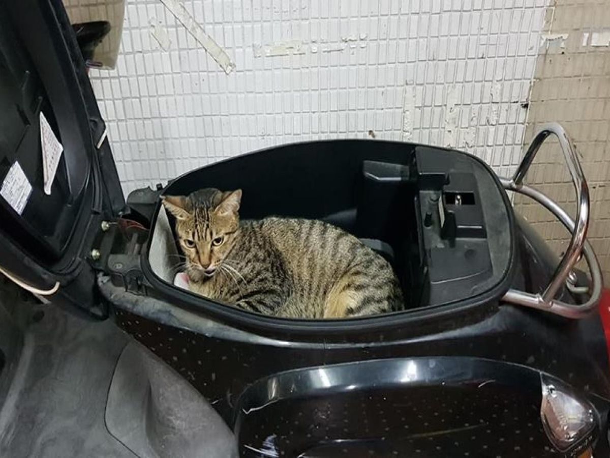 浪浪「阿喵」強佔網友的機車車箱（圖／網友Nianzong Zhang‎提供）