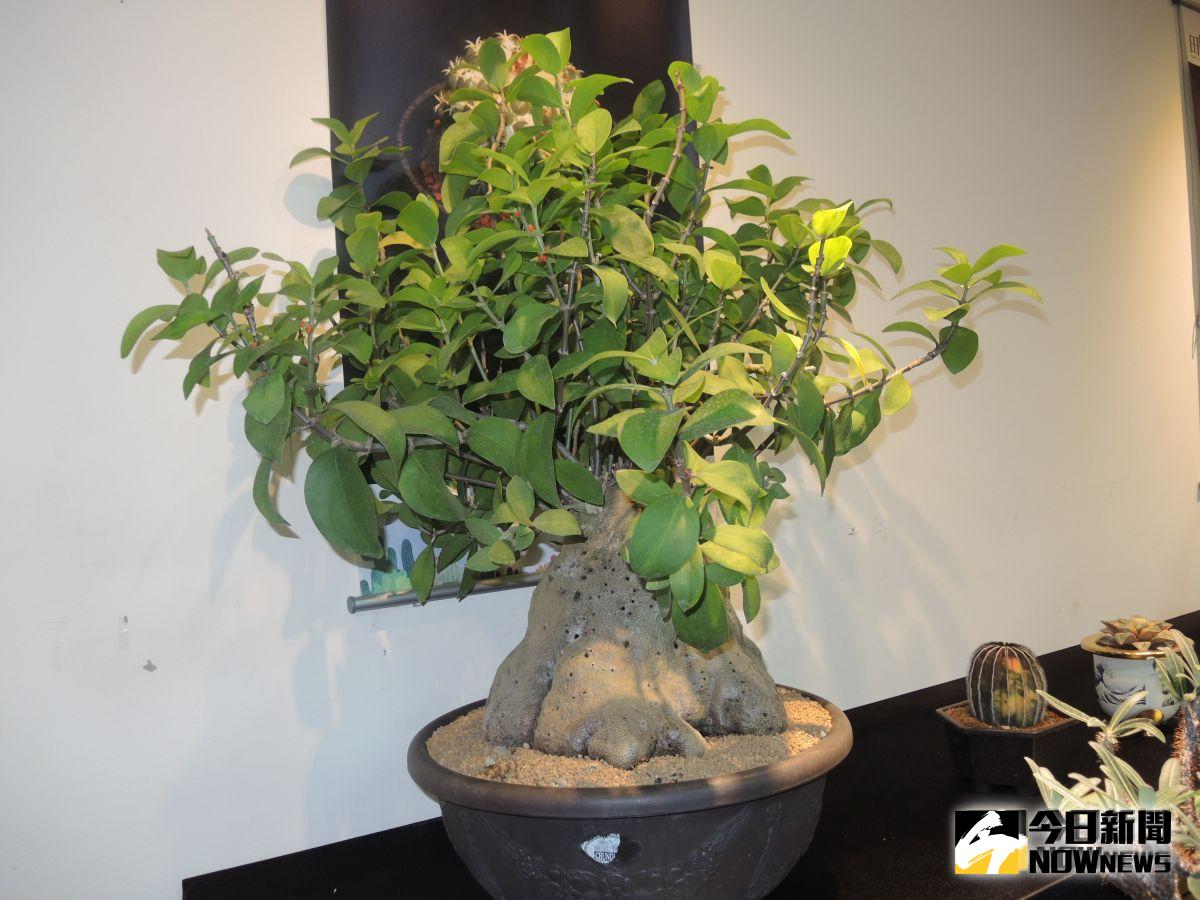 ▲田尾鄉農會舉辦「仙人掌與多肉植物評鑑賽」，罕見巨型「蟻巢玉」獲得今年「多肉王」。（圖／記者陳雅芳攝，2019.10.20）