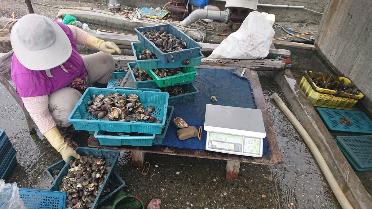 ▲新北市政府公告自每年11月1日至翌年3月31日貢寮鮑產季期間，禁止大陸鮑魚來臺。（圖／新北市農業局提供）