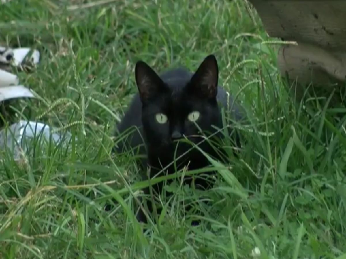 黑貓露娜拯救了一家人的性命（圖／FOX 46 Charlotte）