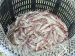 台宏斷交吃嘸白蝦？漁業署：來源國多、不缺供應
