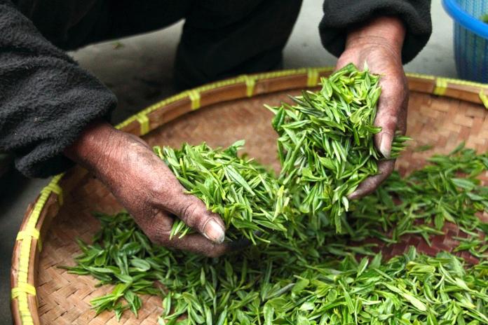 ▲根據農委會統計，截至今（21）日17時止，農損已達8173萬元，其中以茶為大宗，目前農損災情仍持續統計中。（示意圖／翻攝自 pixabay ）
