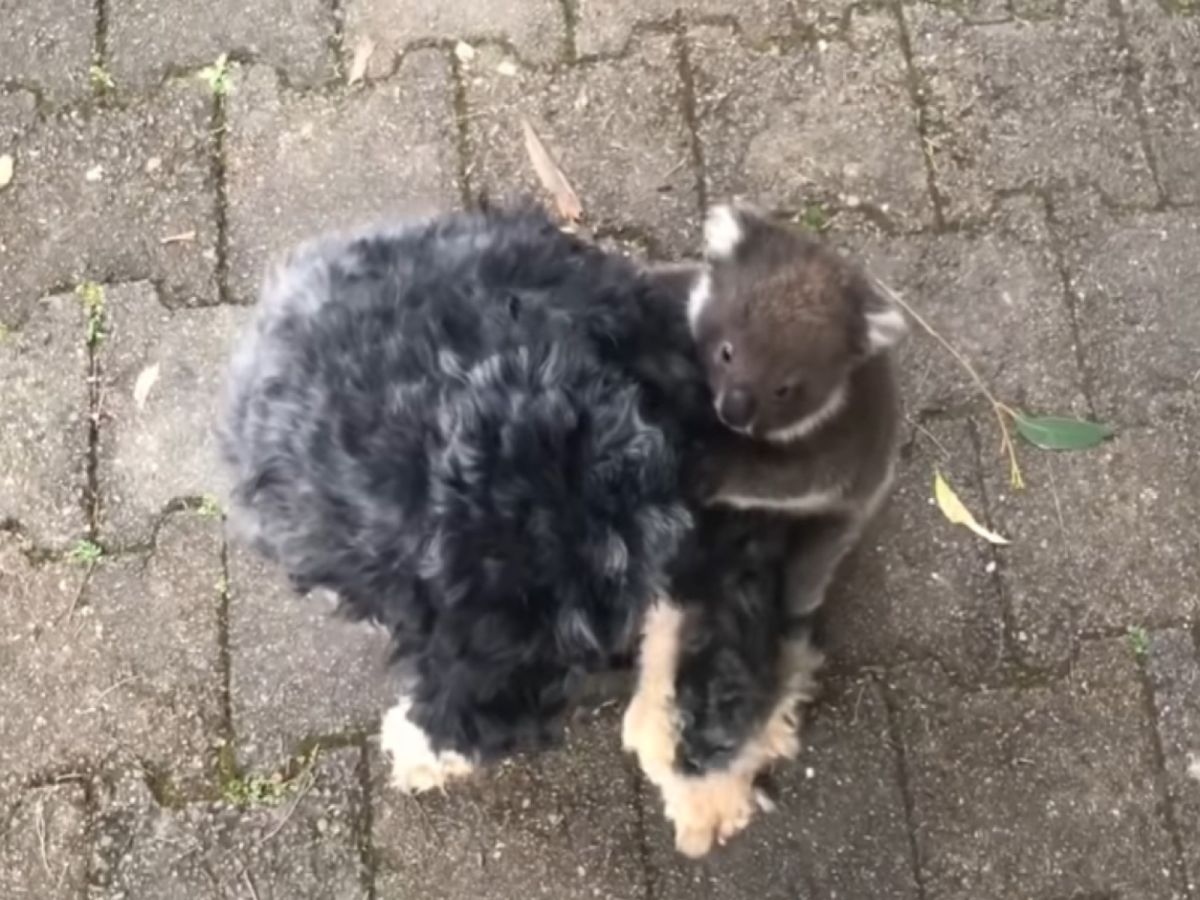 雪納瑞狗狗意外被無尾熊寶寶纏上（圖／翻攝自Youtube@7 News Australia）