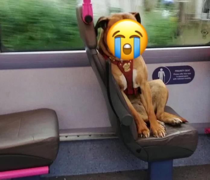 ▲若在搭公車時，發現有一隻狗「獨自坐在」公車的座位上，那該怎麼辦？（圖／翻攝自外媒）
