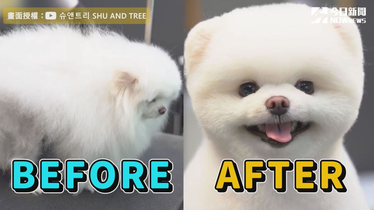 ▲ 炸毛的博美狗，巧手一變成北極熊娃娃。（圖／슈앤트리 授權）