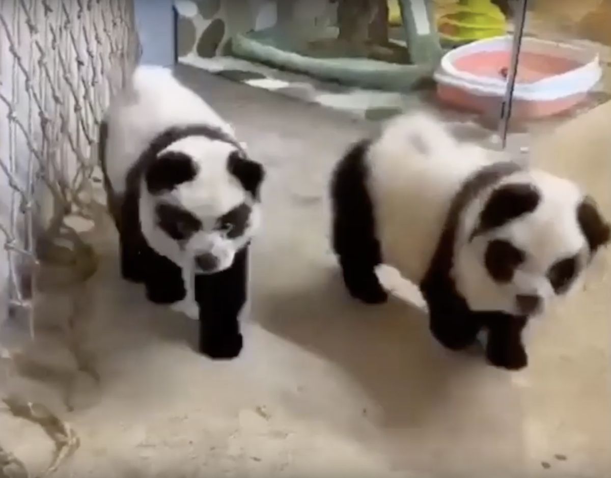 根據CNN報導，中國成都市一間寵物咖啡廳店內有六隻鬆獅犬被染成熊貓的樣子，店裡甚至提供「將寵物染成熊貓」的服務，引起中國網友討論。(圖取自微博人民報影片)