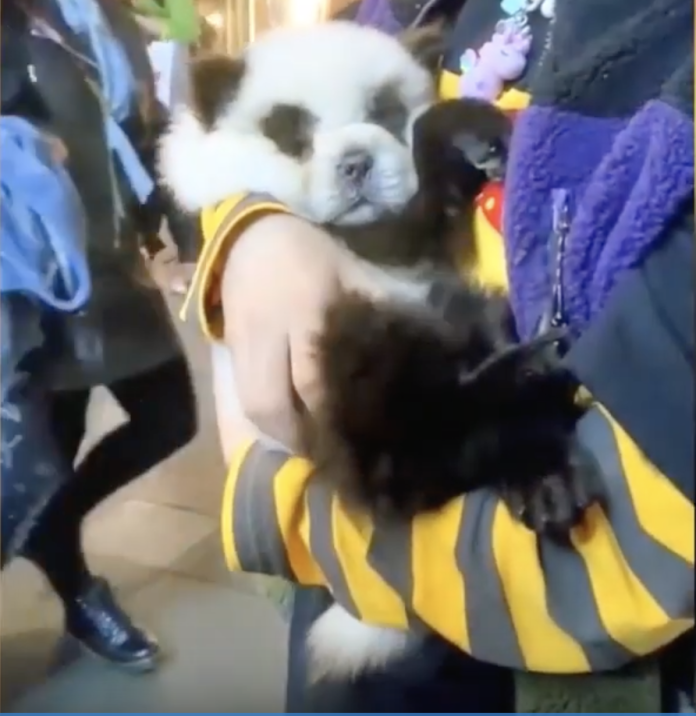 根據CNN報導，中國成都市一間寵物咖啡廳店內有六隻鬆獅犬被染成熊貓的樣子，店裡甚至提供「將寵物染成熊貓」的服務，引起中國網友討論。（圖取自微博人民日寶影片）