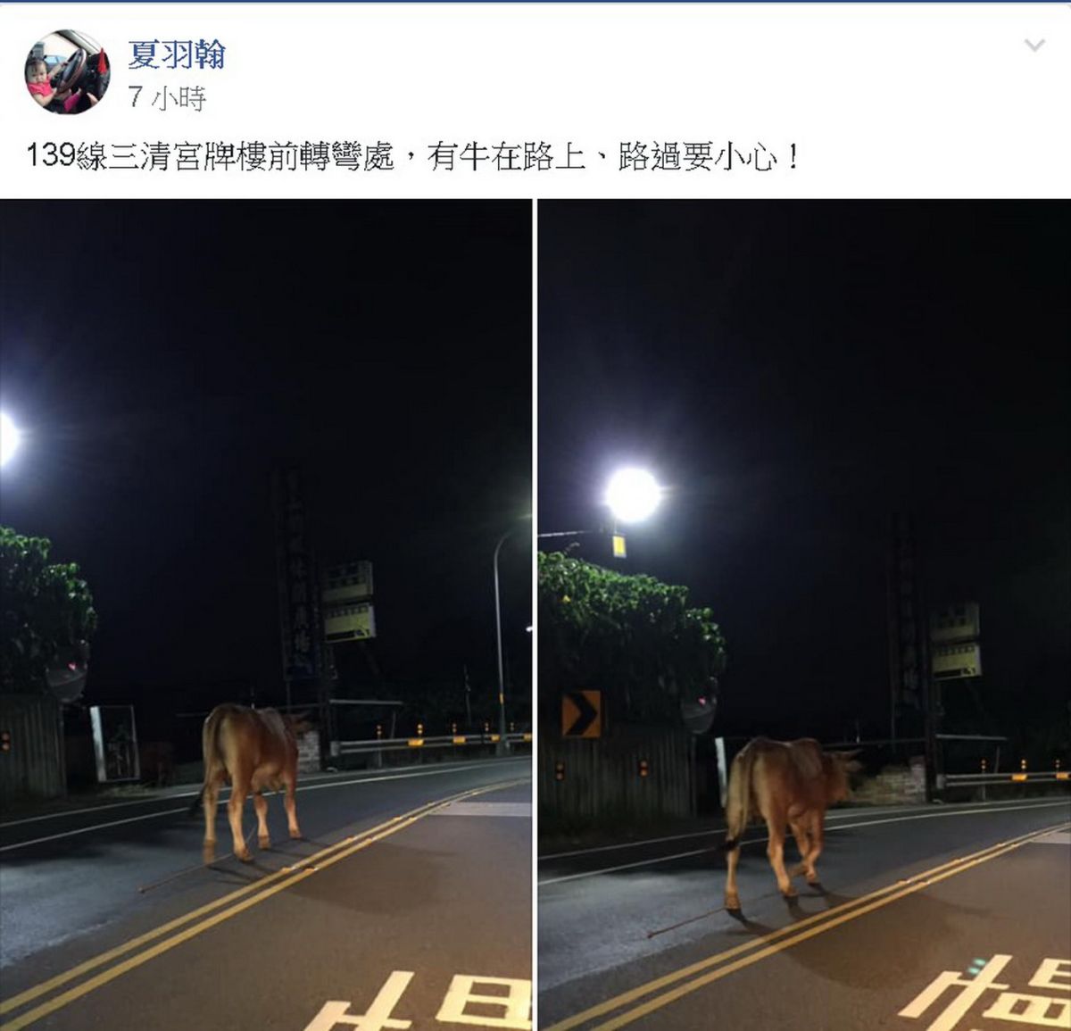 ▲大黃牛逆向漫步139線的照片PO出後引發大批網友留言，有人笑稱牛也要壓車過彎，跑個山路，還有人說：「是真的牛耶，不是藍寶堅尼！」。（圖／記者陳雅芳翻攝臉書彰化人大小事，2019.10.26）