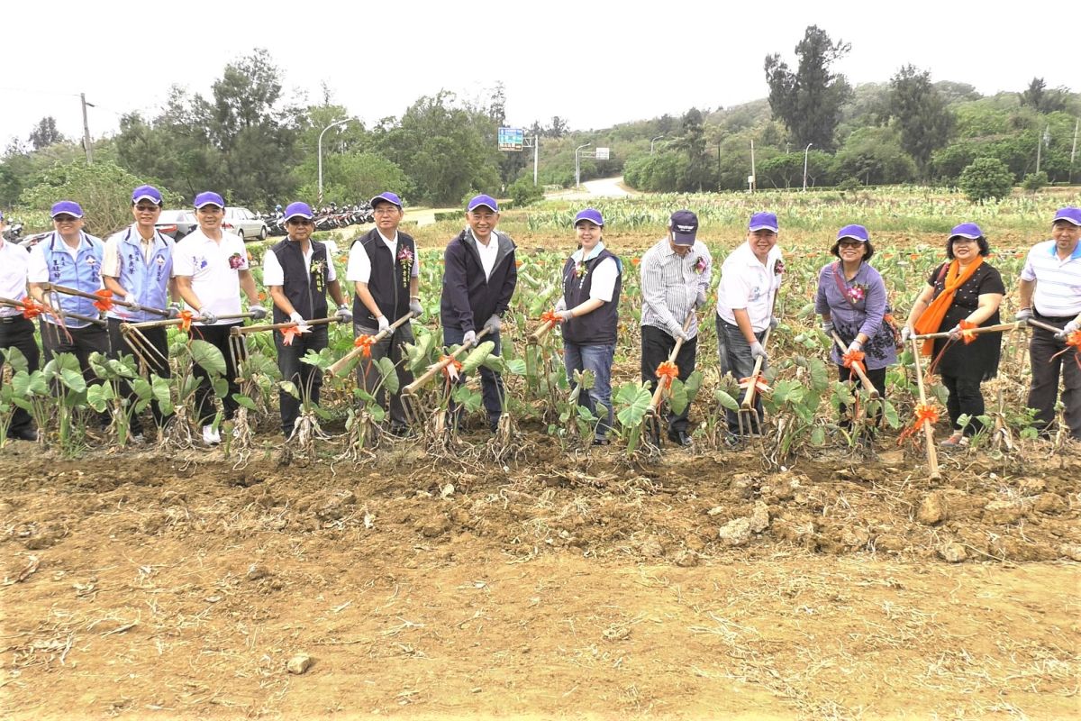 ▲烈嶼鄉「芋戀小金．芋見妳」今天登場。（圖／蔡若喬攝, 2019.10.26）