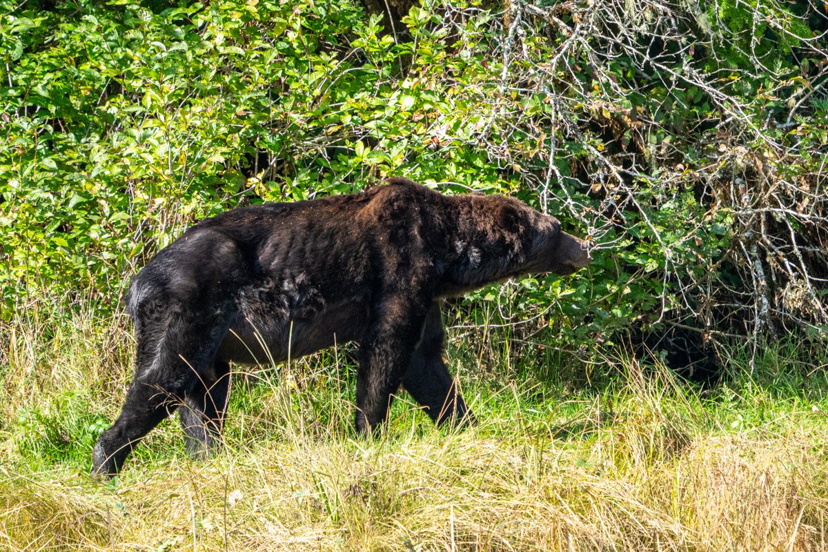 ▲因鮭魚數量銳減，加拿大攝影師拍下灰熊餓得瘦骨嶙峋的照片。（圖／翻攝Rolf Hicker - HickerPhoto臉書）