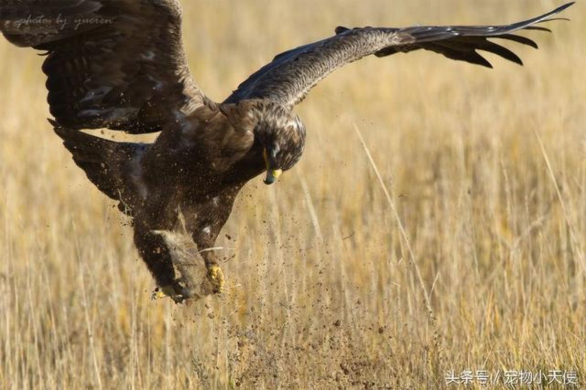 ▲草原鵰示意圖。（歐新社）