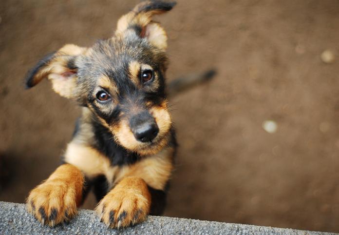 首爾於今年十月全面停止屠狗行為。（示意圖/Shutterstock）