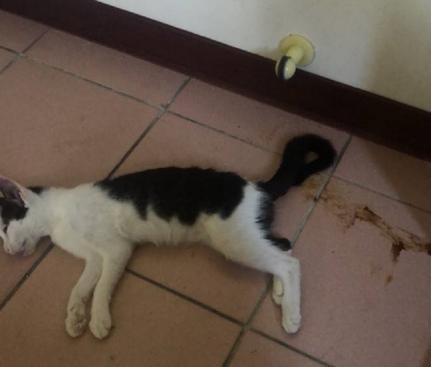 ▲慘遭凌虐的貓咪脫糞身亡，粗估至少有9隻遇害。（圖／市民代表朱健銘提供）