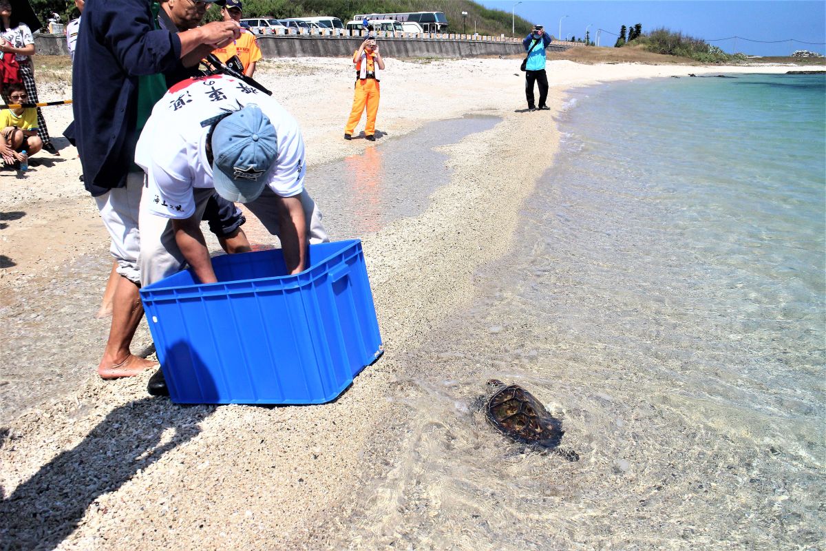 ▲海龜的故鄉澎湖望安保育區，今年只有3頭母龜登岸產卵紀錄，留下8窩龜蛋，至於馬公蒔裡沙灘則是「槓龜」，完全沒有海龜上岸的痕跡。（圖／記者張塵攝，2019.10.28）