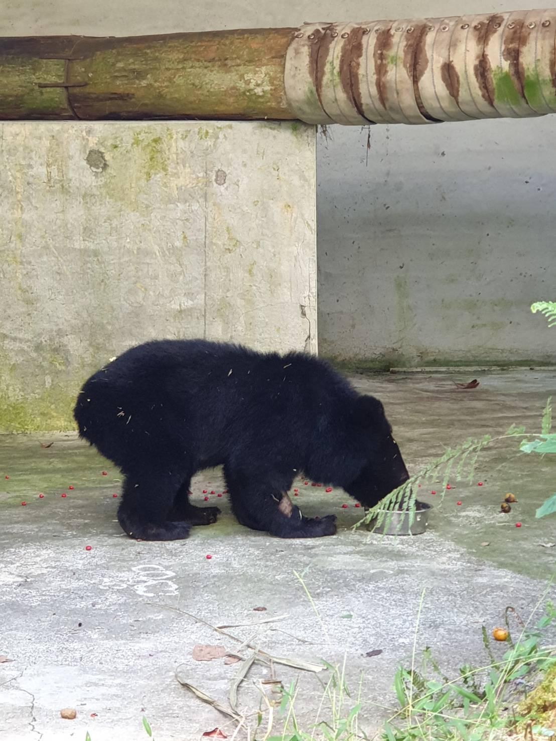 ▲台東縣海端鄉利稻村命名小熊為Litu。（圖／台東林管處提供）