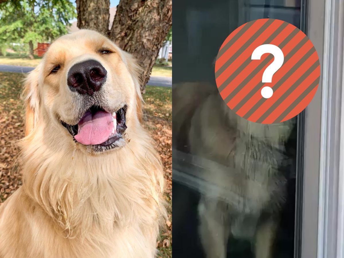 偶每天都有乖乖，你怎摸忍心不帶偶一起去！ (圖/IG@the_adventures_of_avery)