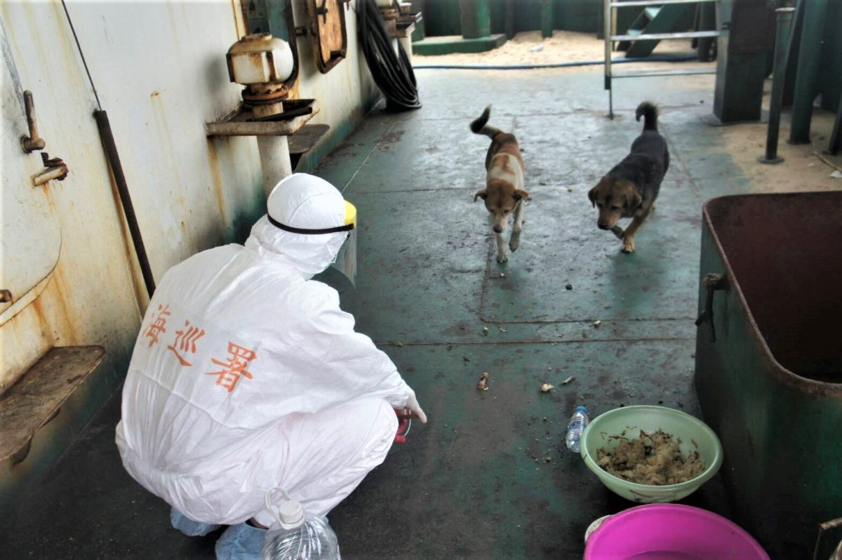 ▲安檢所弟兄依照檢疫流程，穿上全套的防護衣登船餵食兩隻落難的狗狗。（圖／海巡人員提供，2019.10.29）