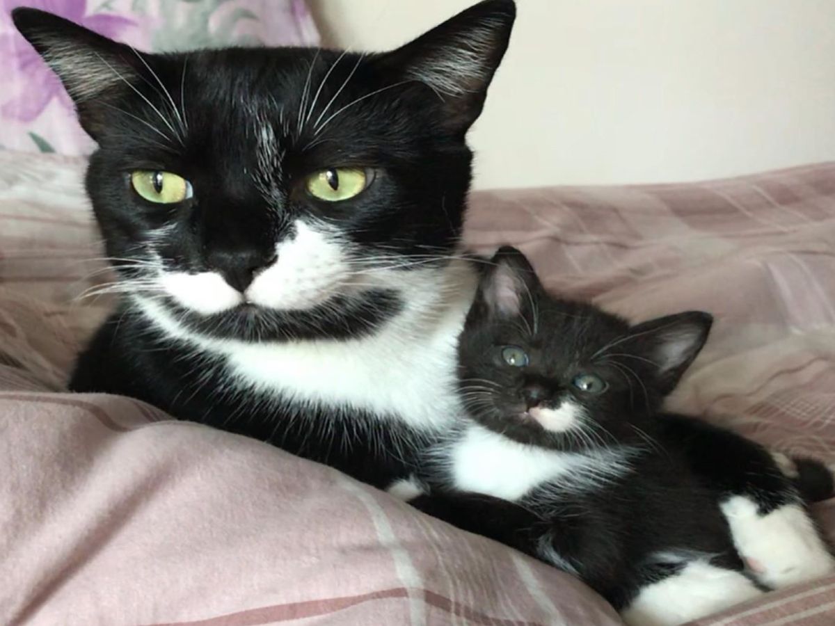 土耳其女子的白鬍子黑白貓特別喜歡照顧小貓咪！（圖／IG@zikrettinn）