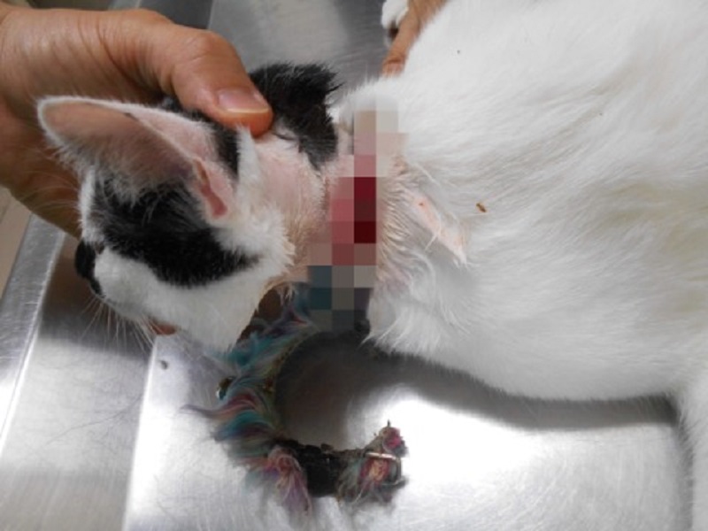 ▲據飼主表示項圈是在「白白」還是幼貓時套上項圈，之後也沒注意去理會，工作人員發現時項圈已在脖子造成傷口。（圖／新北市動保處提供）