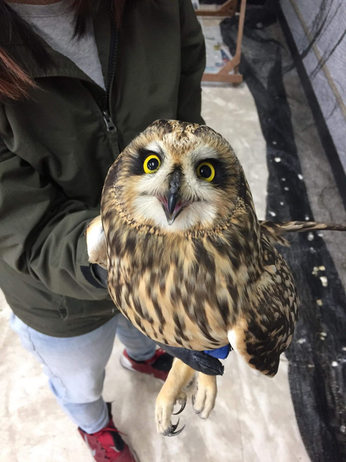 ▲保育類野生動物短耳鴞，22日在金門尚義機場掛網受傷，被動保團體帶回治療。（圖／金門國家公園提供）