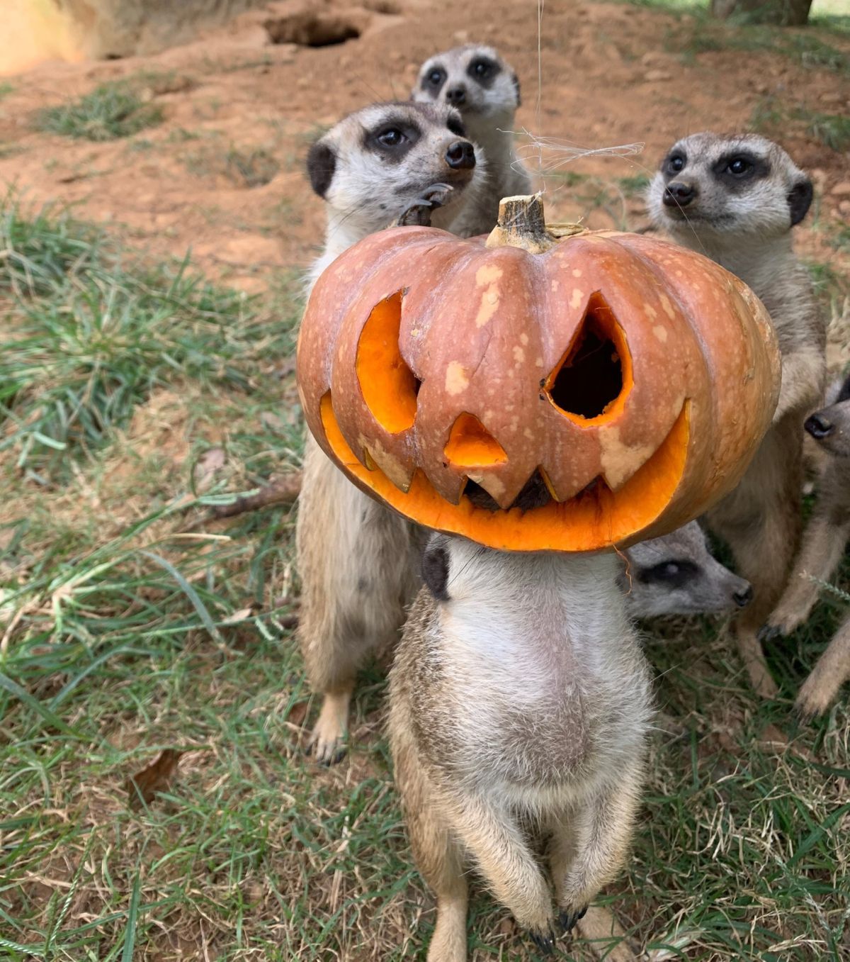 ▲狐獴也趕上人間流行，變裝歡度萬聖節。（圖／六福村提供）