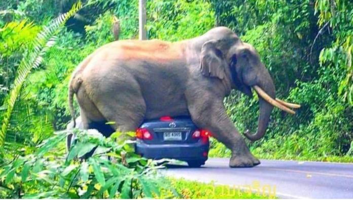 泰國考艾國家森林公園（Khao Yai National Park）的一頭野象「小淘氣」於10月29日下午3時56分，興致一來決定到路上行走。（圖／泰國日報）