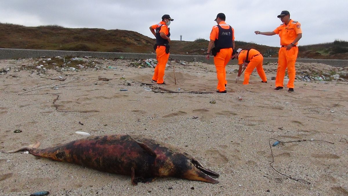 ▲澎湖西嶼鄉合界海灘有2隻死亡多時的鯨豚，經通報海巡單位與澎縣府農漁局後，發現屍體已呈腐爛並傳出陣陣腐臭味。（圖／民眾提供）