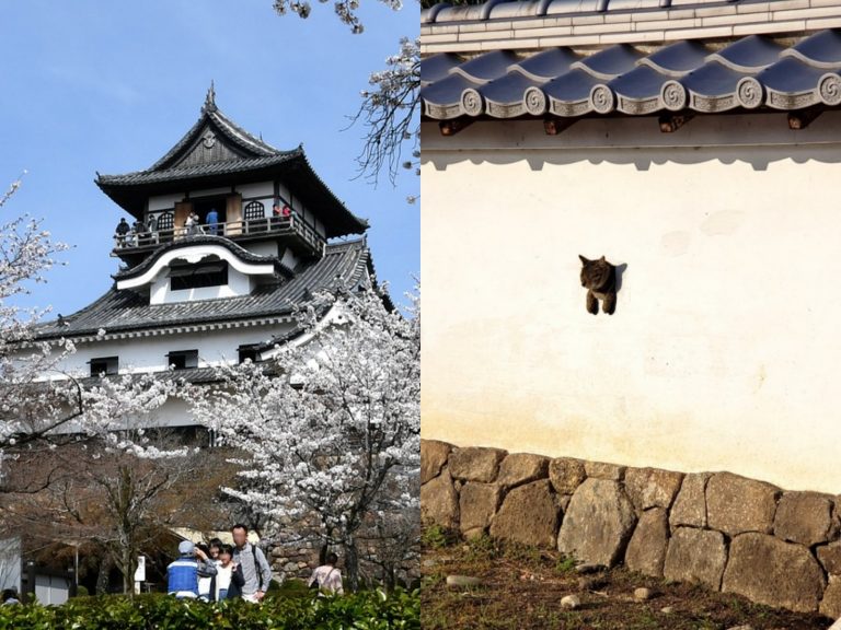 日本古城牆驚見「牆上長貓」　網笑：犬山城變喵山城！

