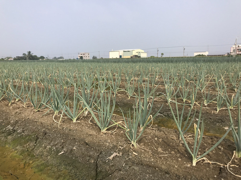 雲林縣西螺果菜市場牌價顯示，青蔥從8月起因到貨銳減，價格節節攀升，有蔥農表示，蔥價雖來到近2年新高，但農地復耕需3個月。中央社記者姜宜菁攝108年10月8日