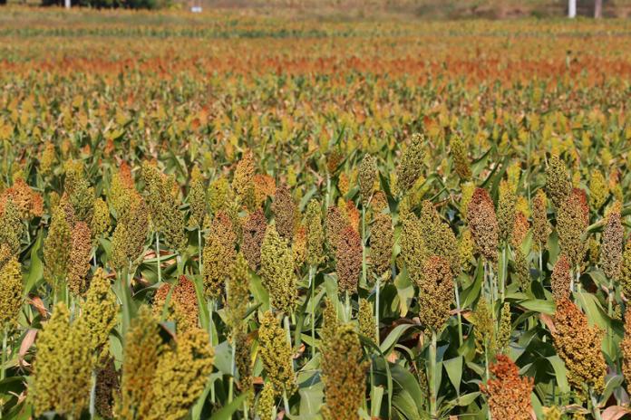 ▲高粱收入保險試辦地區包括臺灣本島7縣市及金門縣，其中臺灣本島114年1期已開始銷售，受理投保期間自即日起至5月31日止。（圖／金門縣政府）