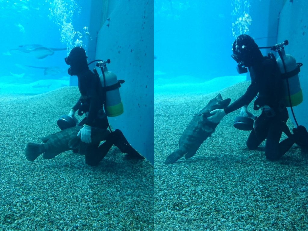 （搔搔下巴）就是這裡、就是這裡！蘇胡～～(圖/Twitter@utagech) 