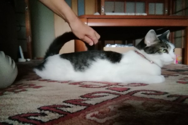 網友炫耀秋季新款「貓咪提包」　四項缺點卻被網友讚爆！