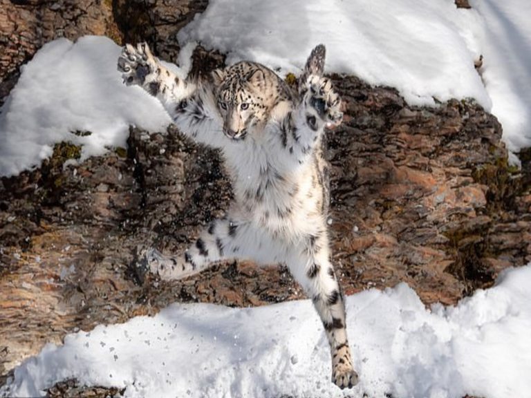 攝影師捕捉大貓在雪地跳躍的超萌瞬間　雪豹：來跳舞吧！
