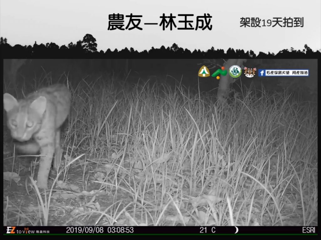 架設在農地的相機監測到不少石虎的身影！(圖/石虎保育大使 阿虎加油提供) 
