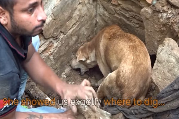 母狗嗚咽求人類救幼犬 不停挖掘倒塌殘骸過程令人動容!