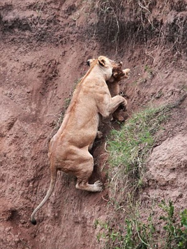 驚險一瞬間！母獅冒生命危險　跳下懸崖拯救受困小幼獅