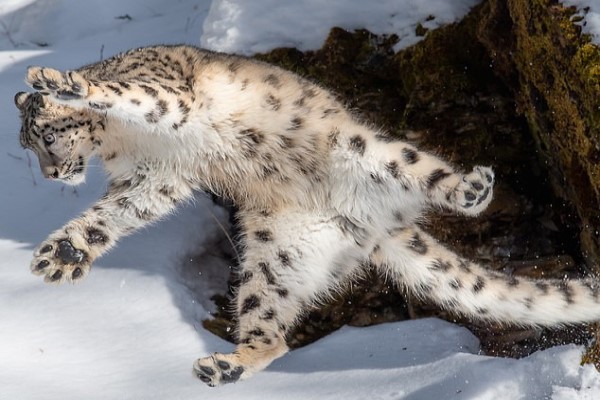 攝影師捕捉大貓在雪地跳躍的超萌瞬間　雪豹：來跳舞吧！