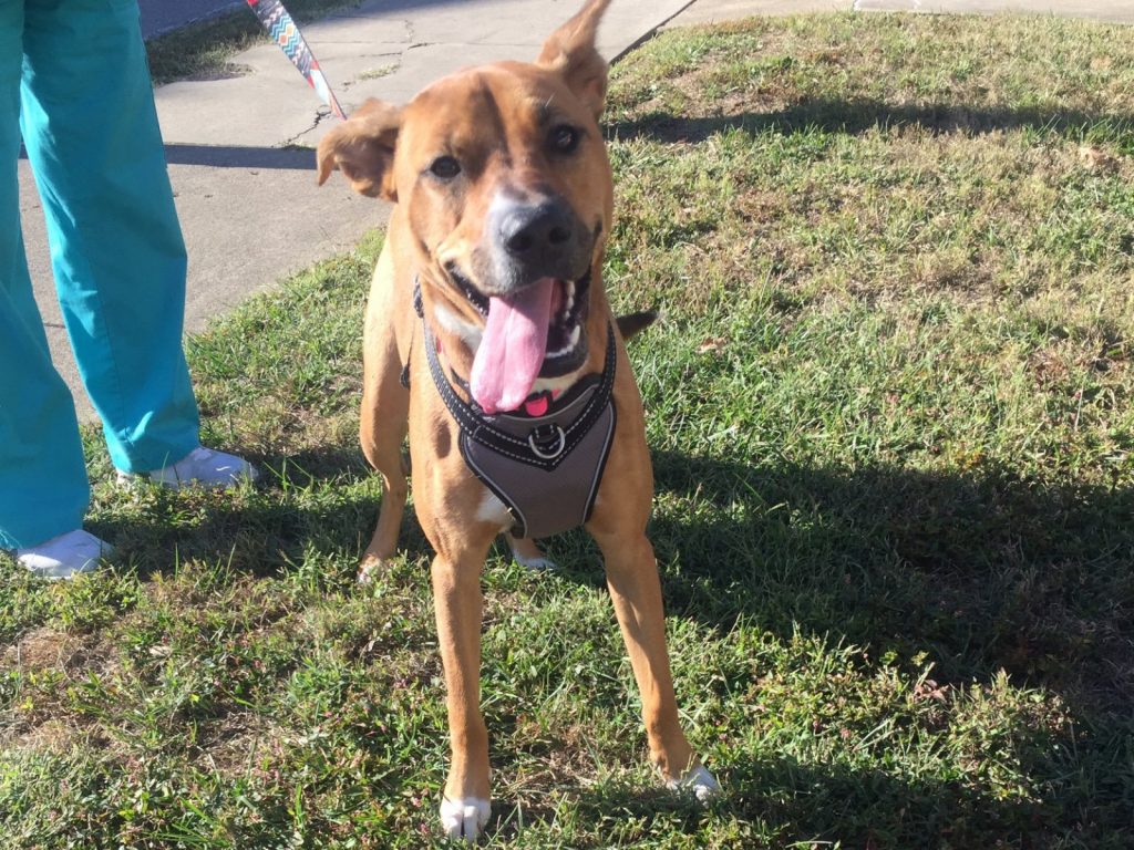 眼前的狗狗跟她曾中途過的小狗溫妮一樣，擁有柔軟毛髮和垂下來的耳朵。 (圖/Twitter@JournoKateH) 