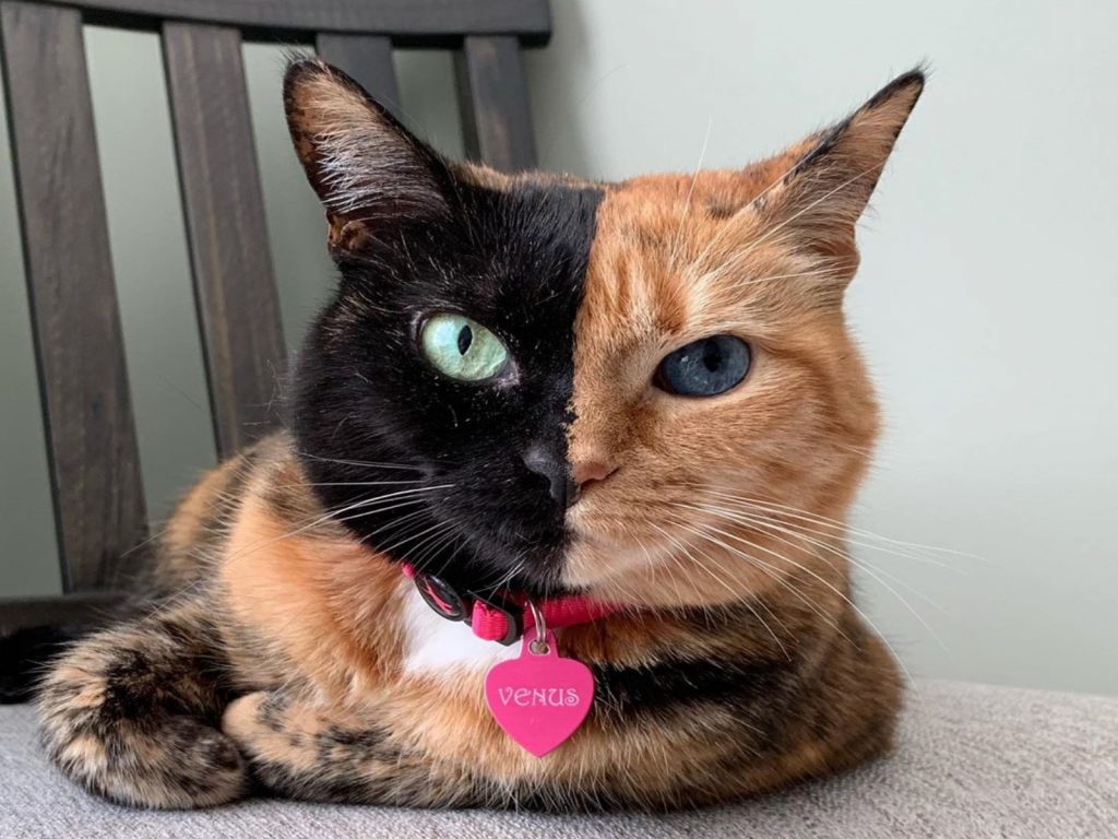 玳瑁貓餵納斯擁有特殊的毛色與異色瞳（圖／IG@the_bordeaubros）