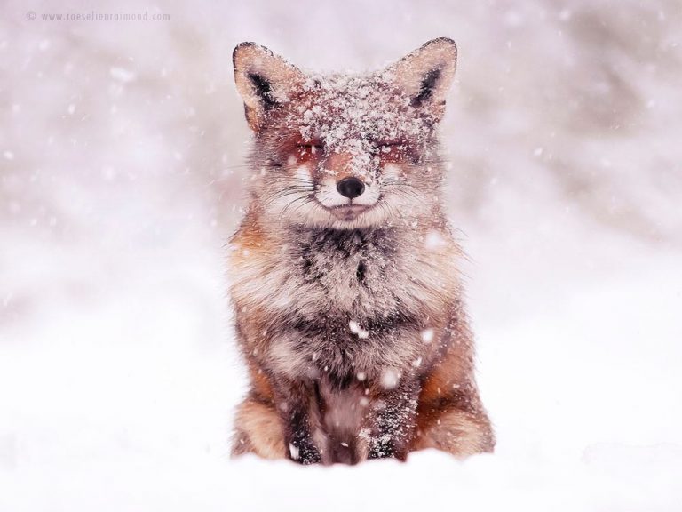 荷蘭攝影師Roeselien鏡頭下的雪地狐狸畫面超唯美！（圖／IG@roeselienraimond）