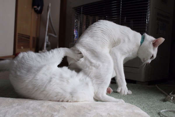 明明能當網美卻被主人醜化　兩隻白貓的另類日常超爆笑！