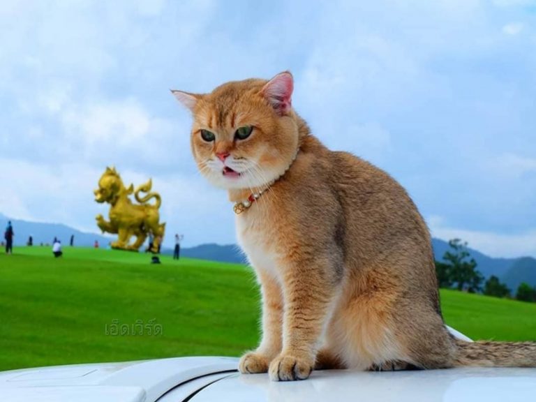 泰國貓咪Edward經常跟主人出遊（圖／FB@Edward10516 : เอ็ดเวิร์ด）