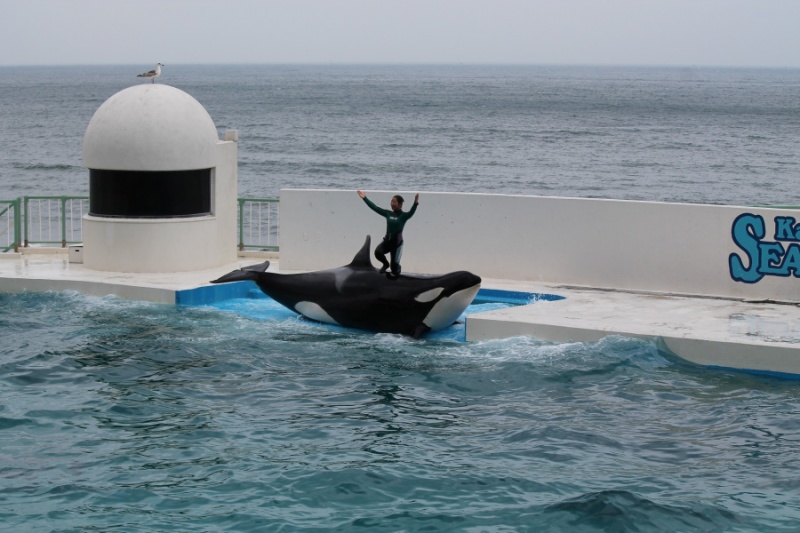 不賣了！不忍鯨豚遭圈養受苦　知名旅遊平台宣布停售海洋世界門票！