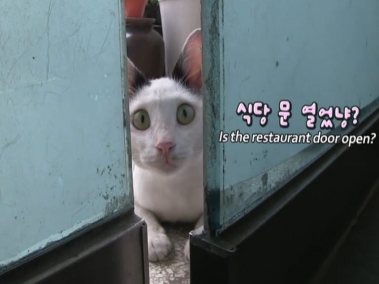 厚顏貓跟蹤女子到餐廳後，從此賴著不走，每天想辦法溜進餐廳（圖／翻攝自YT@SBS TV동물농장x애니멀봐）
