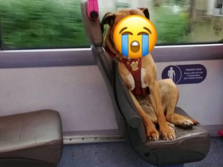 狗狗怎麼自己坐公車？志工曝「難過真相」：牠表情太虐心
