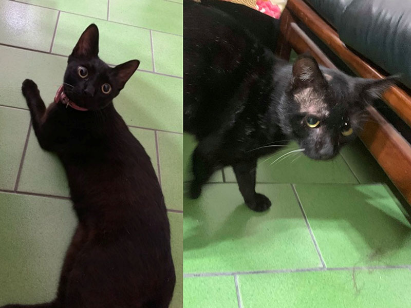 深夜驚見陌生黑喵　貓奴傻眼來回確認：兩隻黑貓誰是我主子？